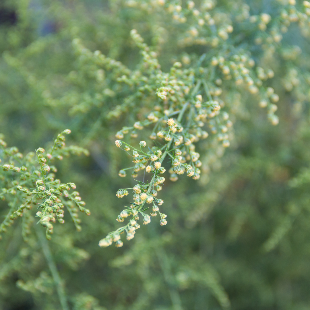 Health Benefits of Artemisia Annua (Sweet Annie) 