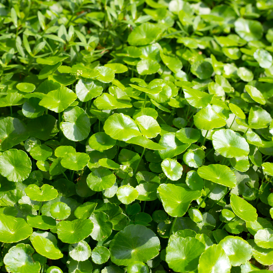 Health Benefits of Gotu Kola 