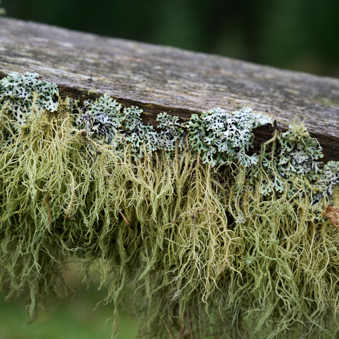 Health Benefits of Usnea 