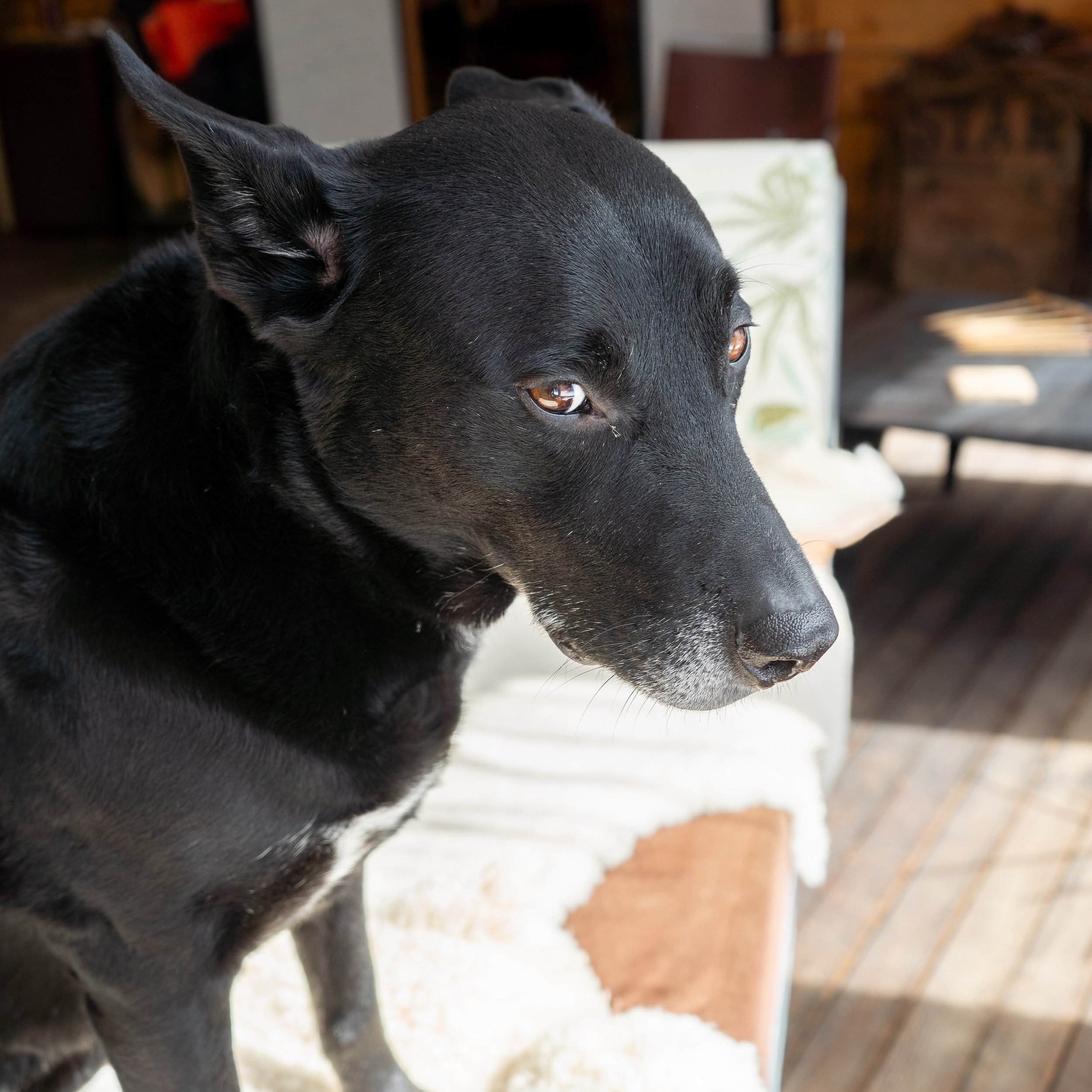 Shop dog Sunday.

#dogsofinstagram #upstateNY #shopdog #catskills #catskillsny #mansbestfriend