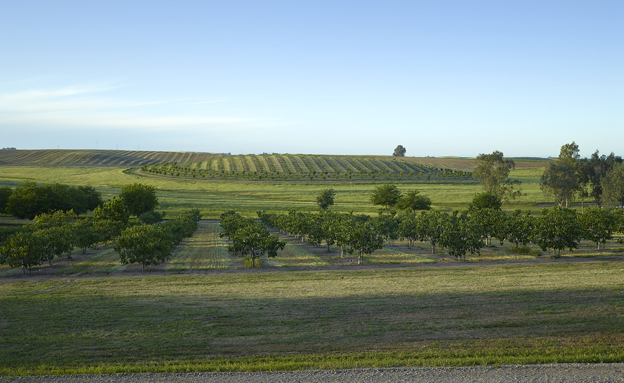 location: WOODLAND CA; size: 400 AC; habitat: AGRICULTURAL; completed while at Lutsko Associates