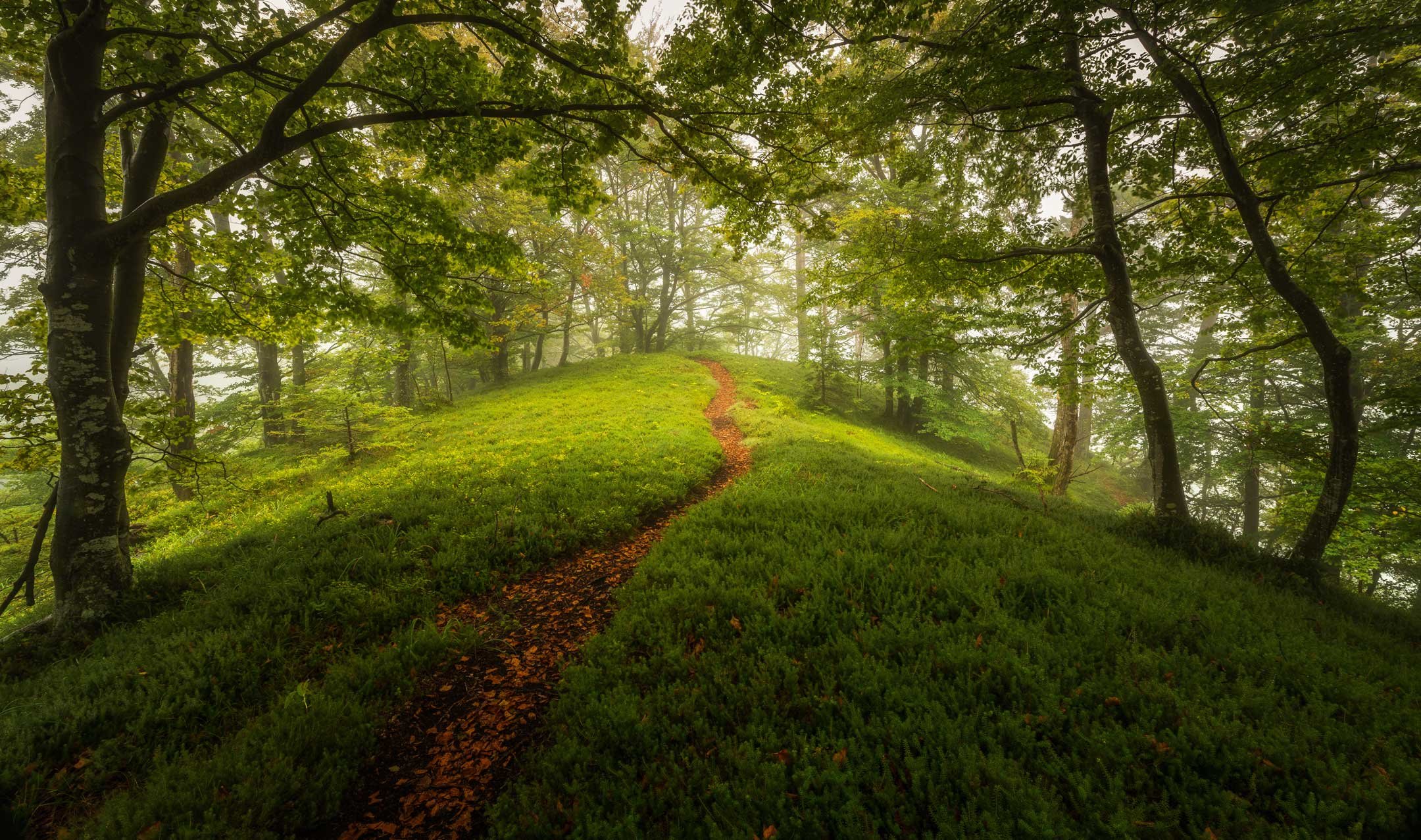 path-through-lush-green-forest-on-a-foggy-day-2022-02-02-03-58-24-utc.jpg
