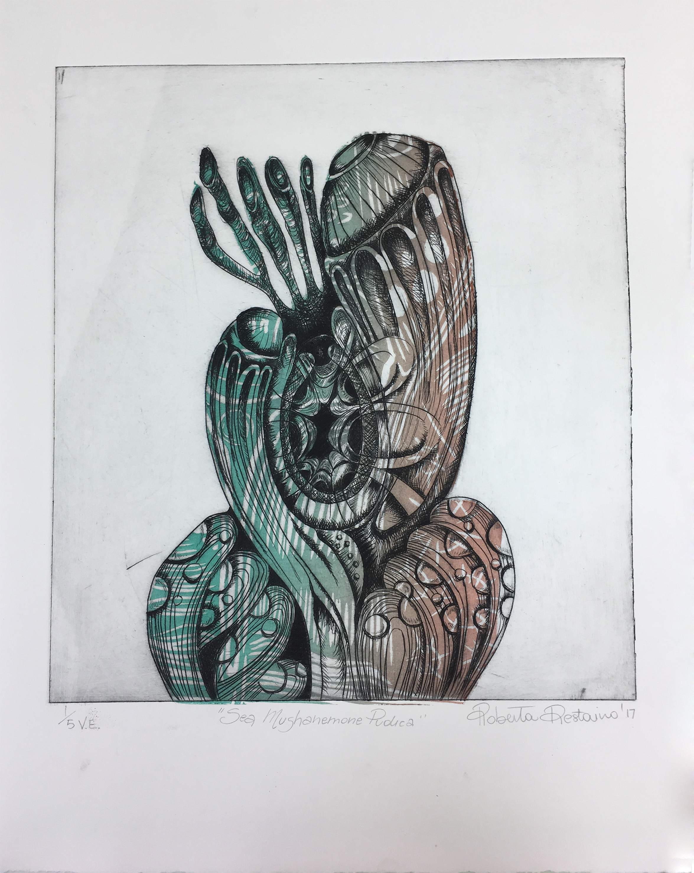 PLATE I: Sea MushAnemone Pudica - series - 2017.