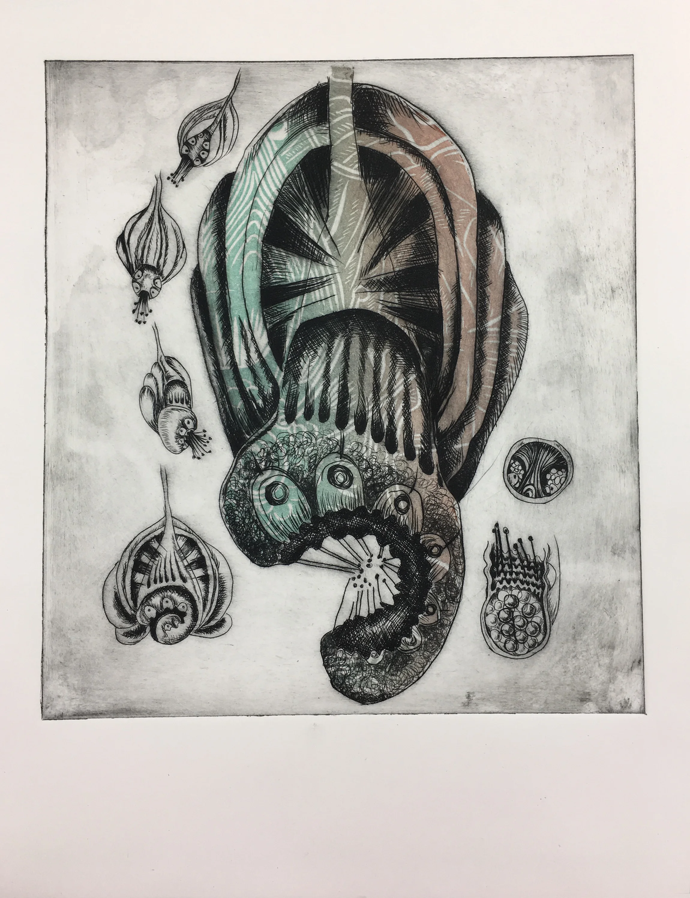 PLATE II: Sea MushAnemone Pudica - series - 2017