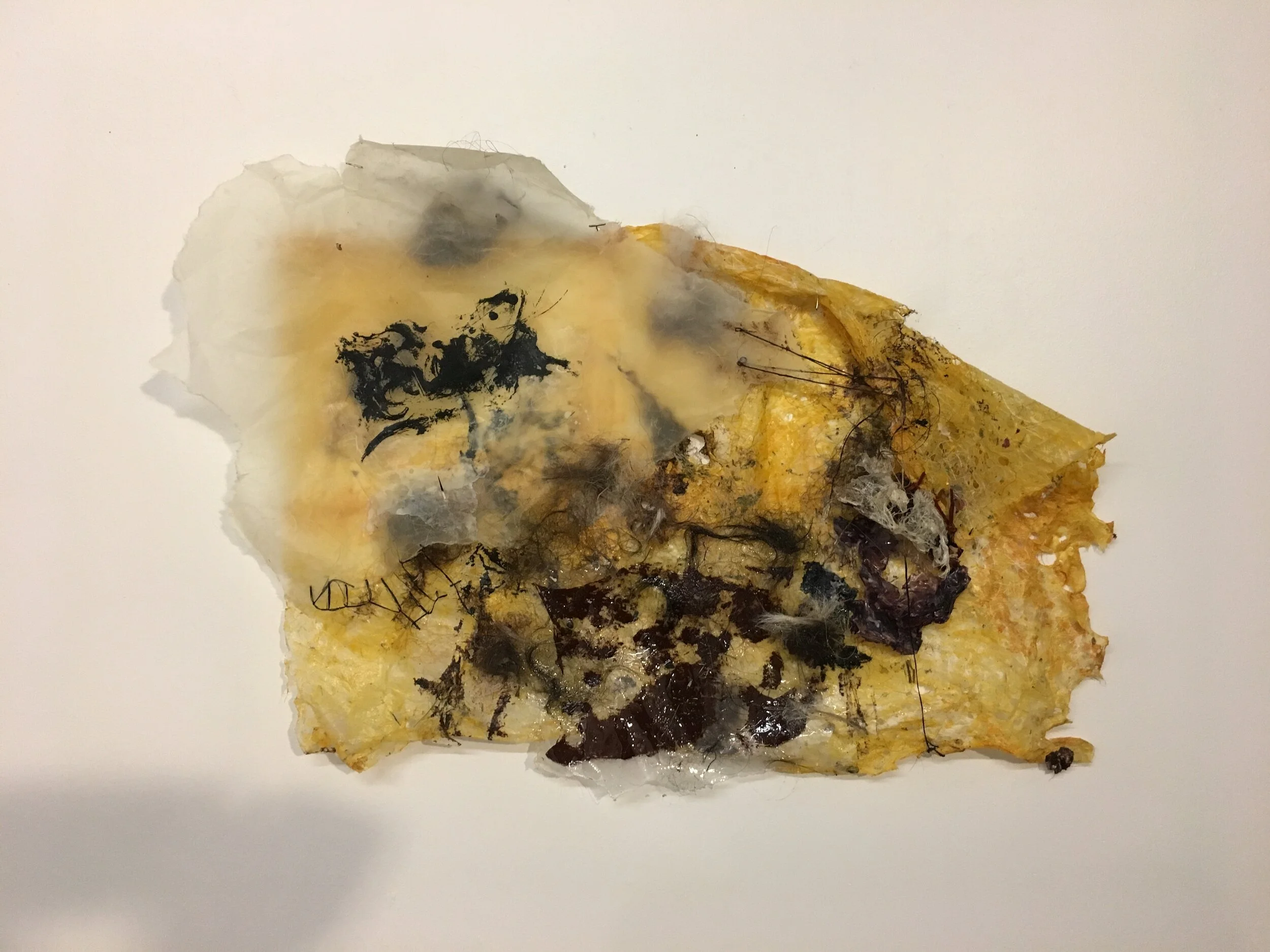 Capture and Expose, 2019