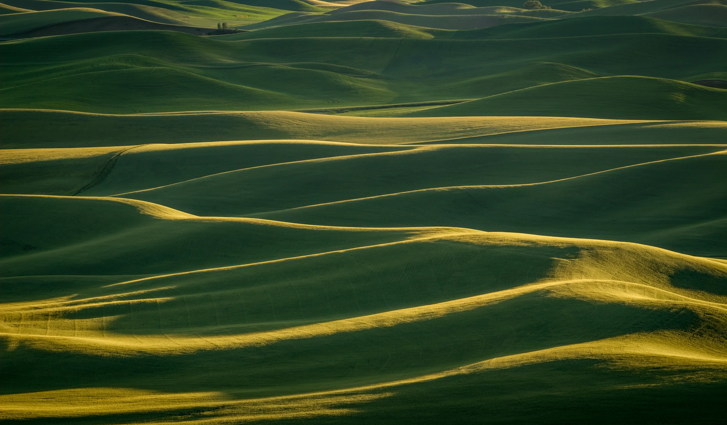 Velvet Hills