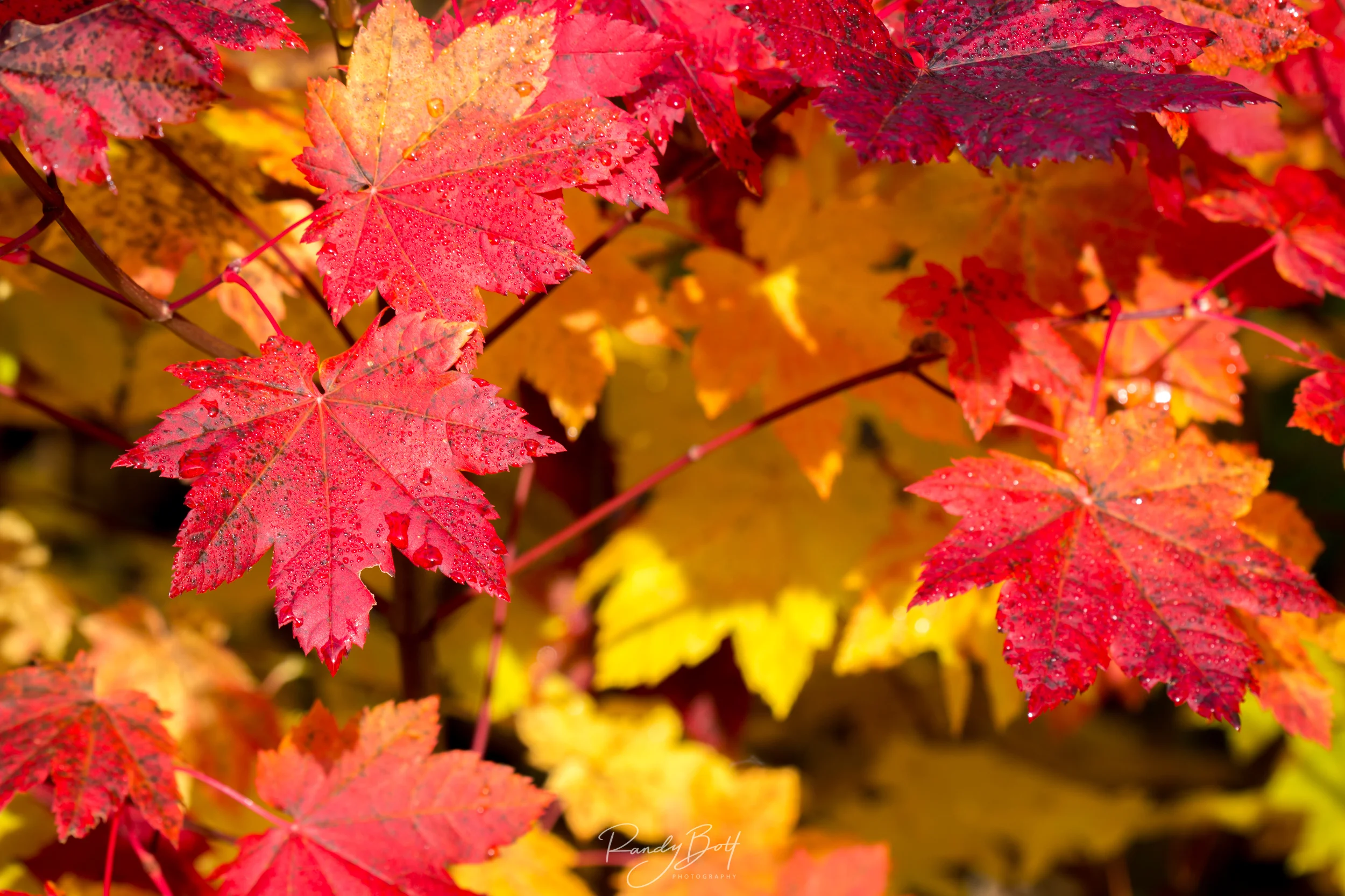 Fall Leaves