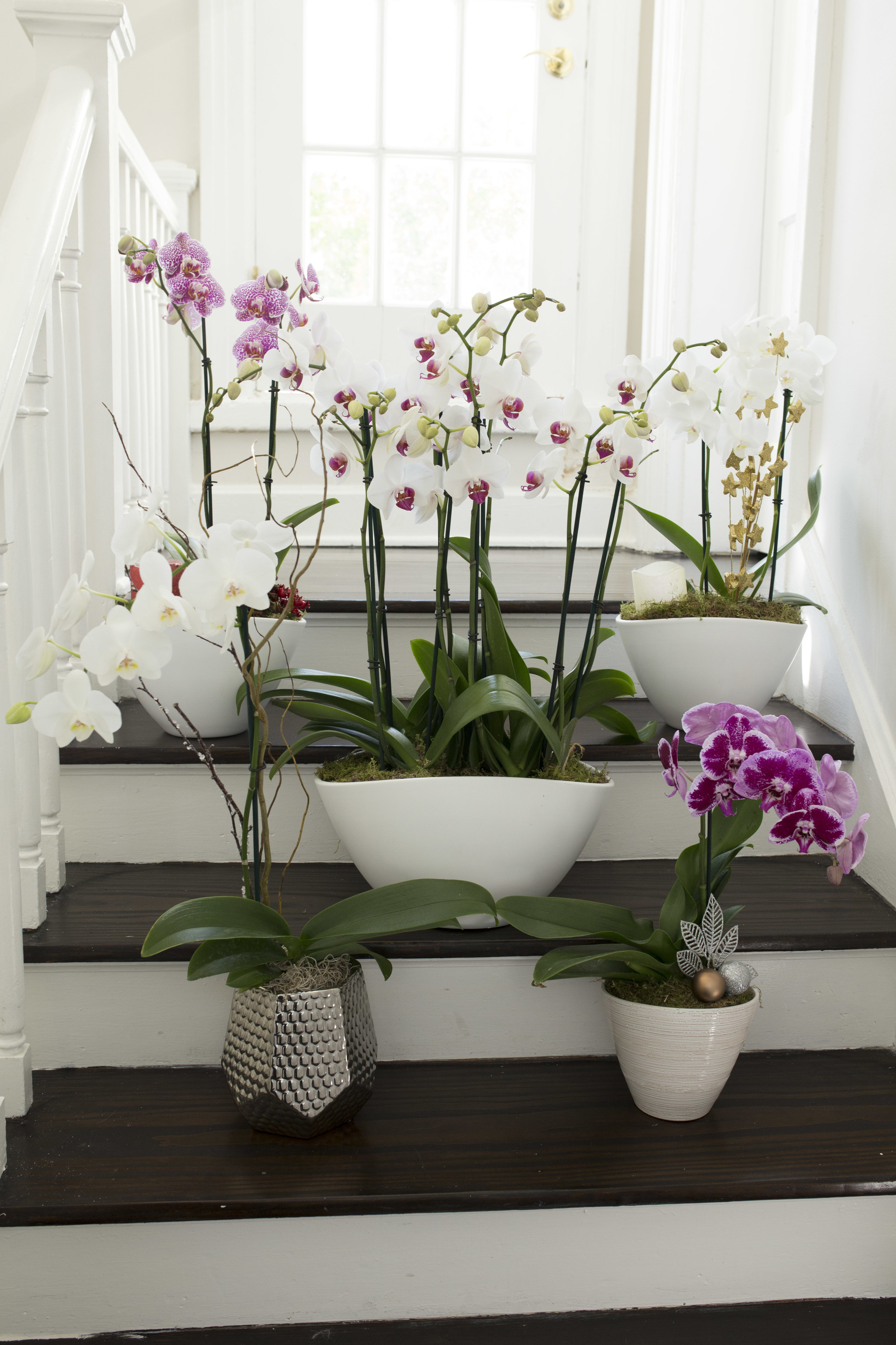 Welcome to “The Orchid Corner”! 