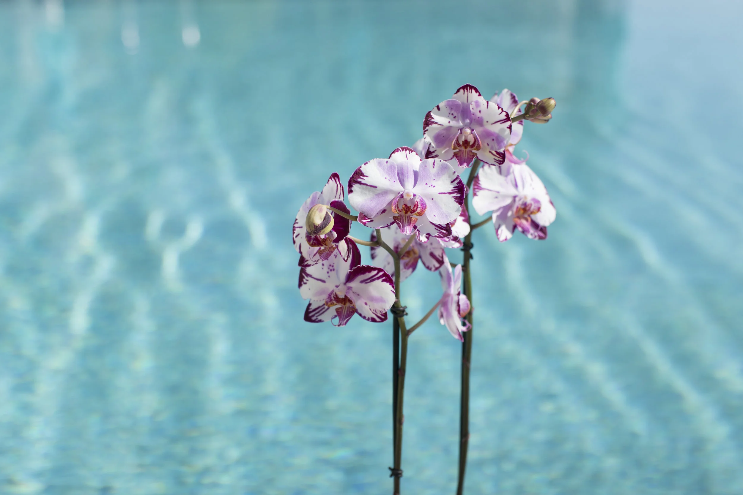 Top Three Summer Orchid Décor Tips