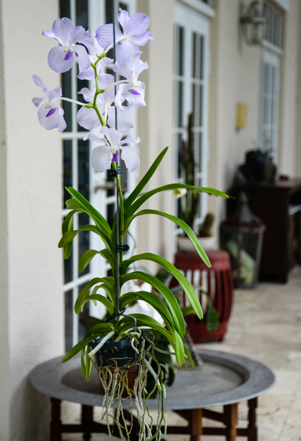 A Guide to Grow your Orchid on a Tree — Your Orchid Questions