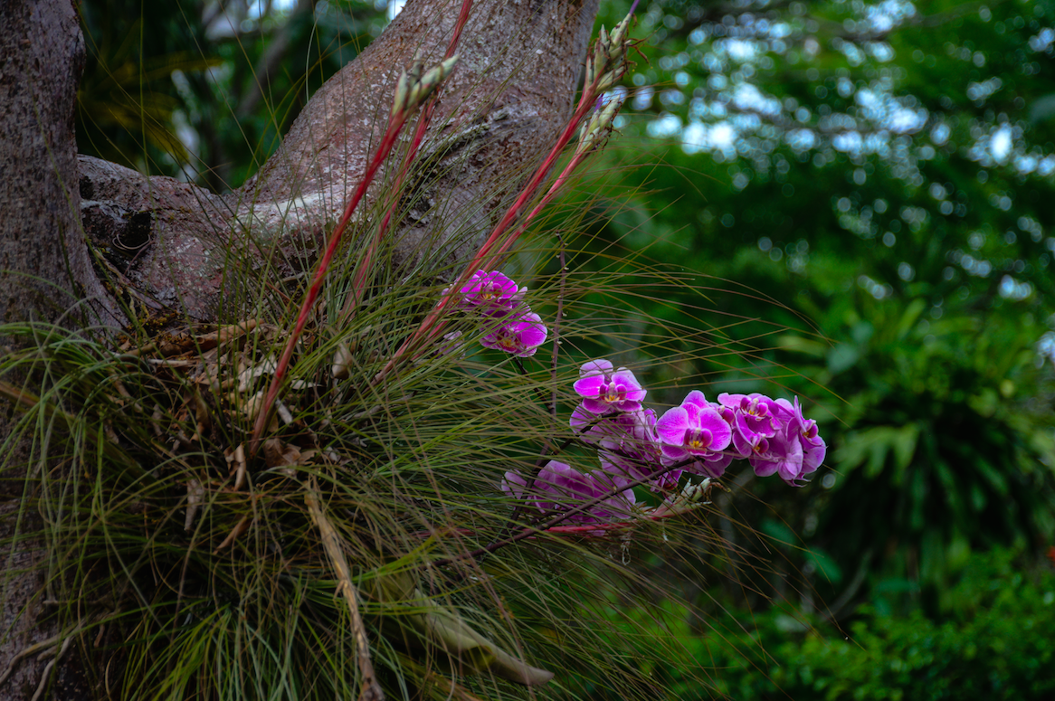A Guide to Grow your Orchid on a Tree