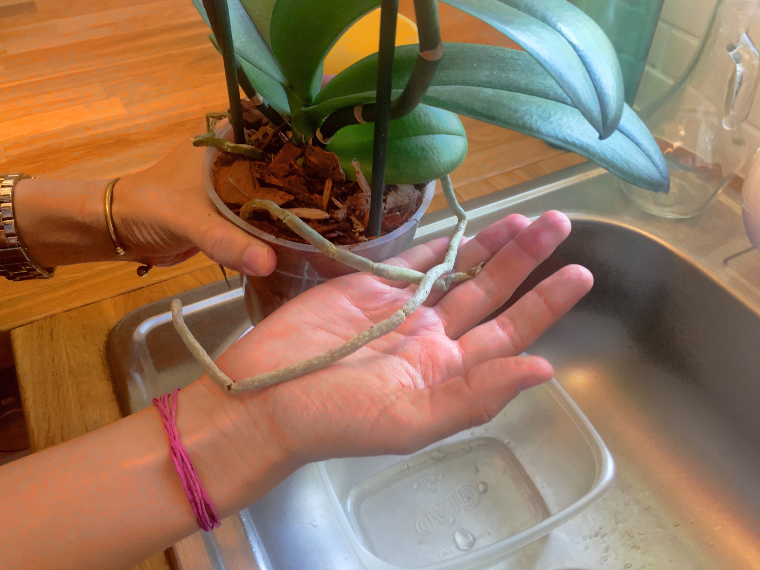 Three Tips for Healthy Orchid Roots — Your Orchid Questions