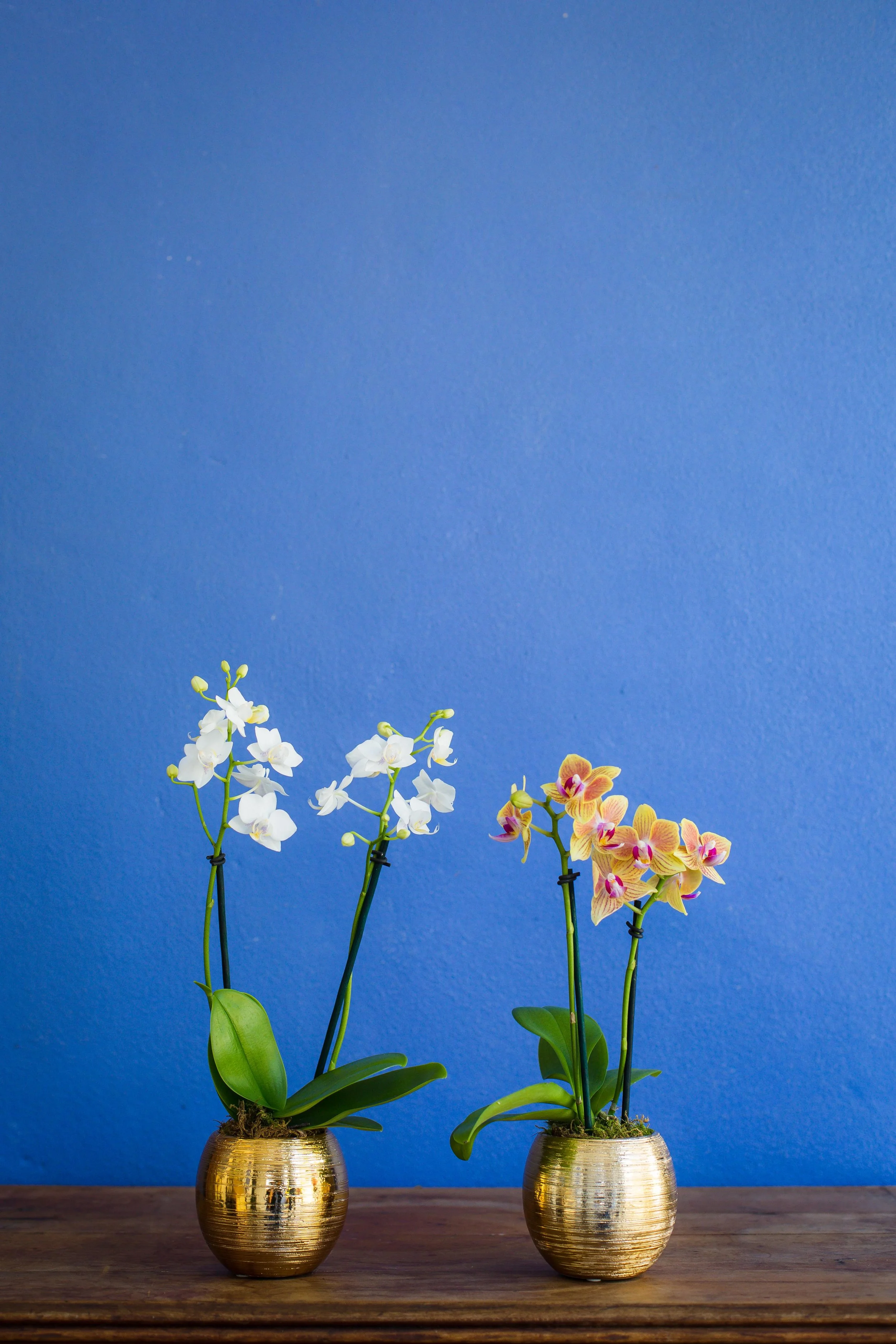 The Ultimate Orchid Gift Guide