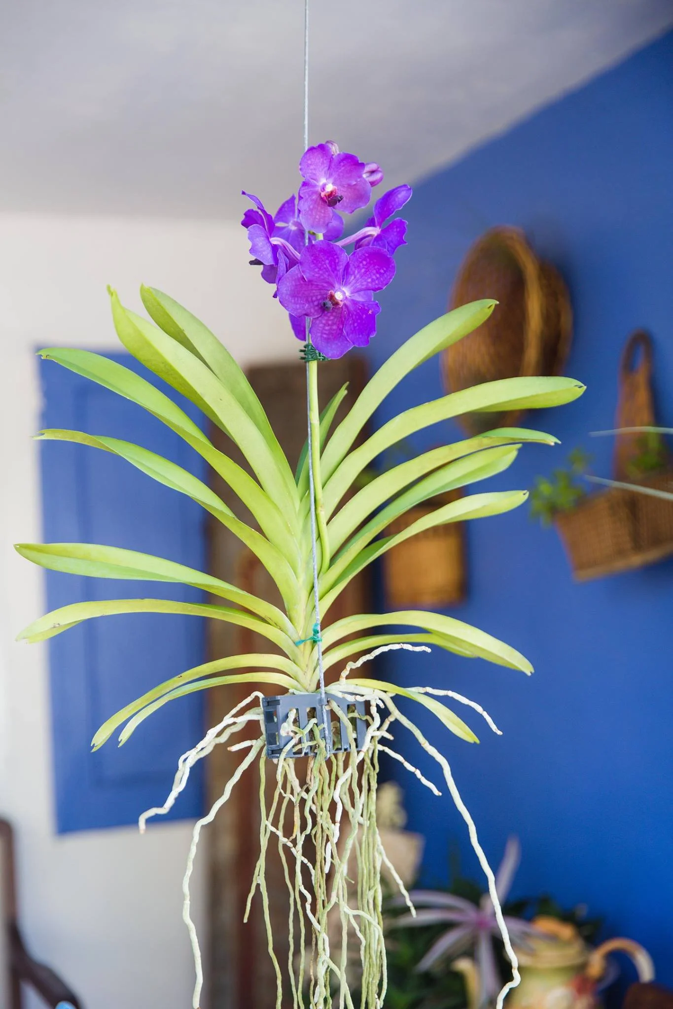 Everything You Want to Know About Vandas!  