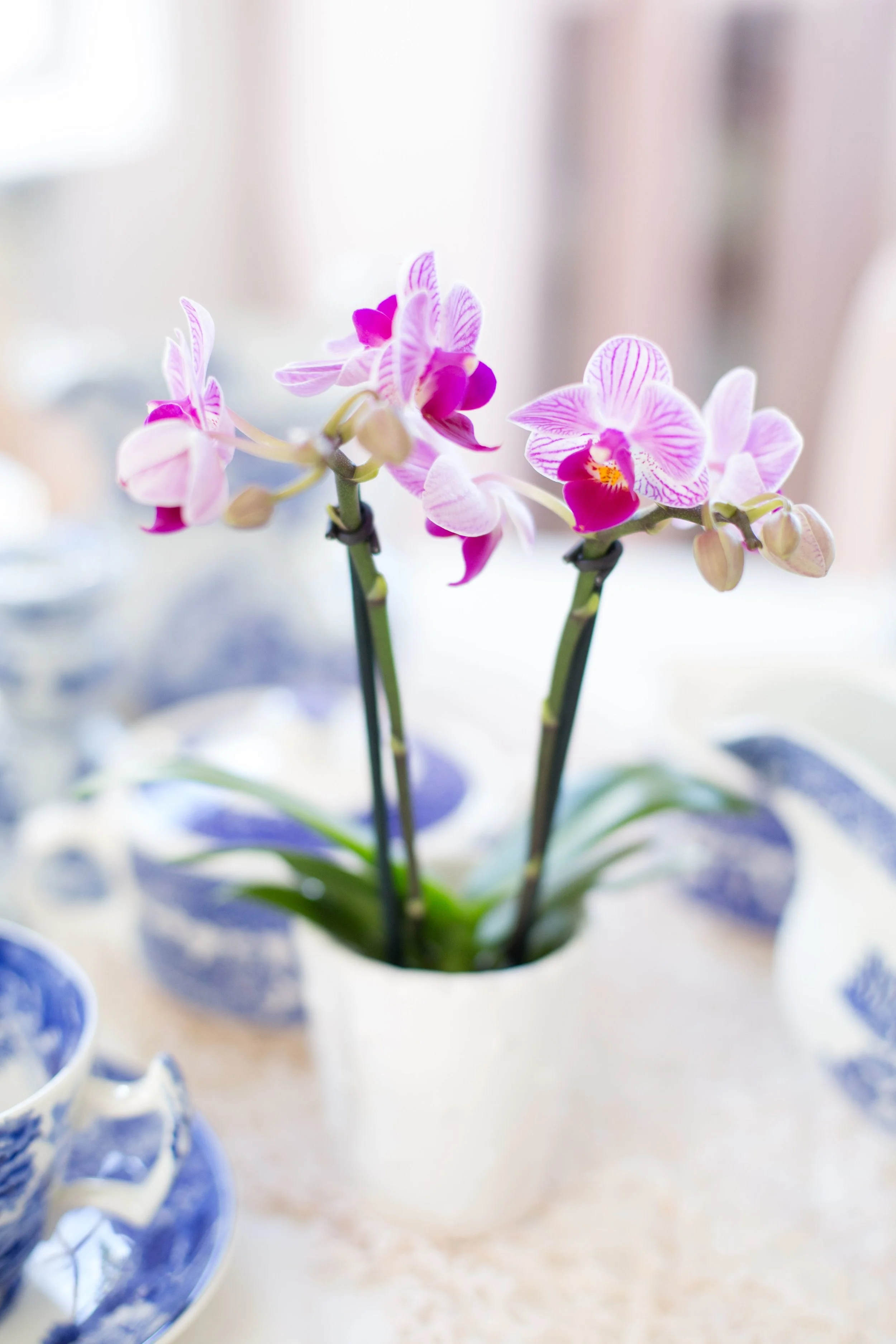 Welcome Spring with Espressos!