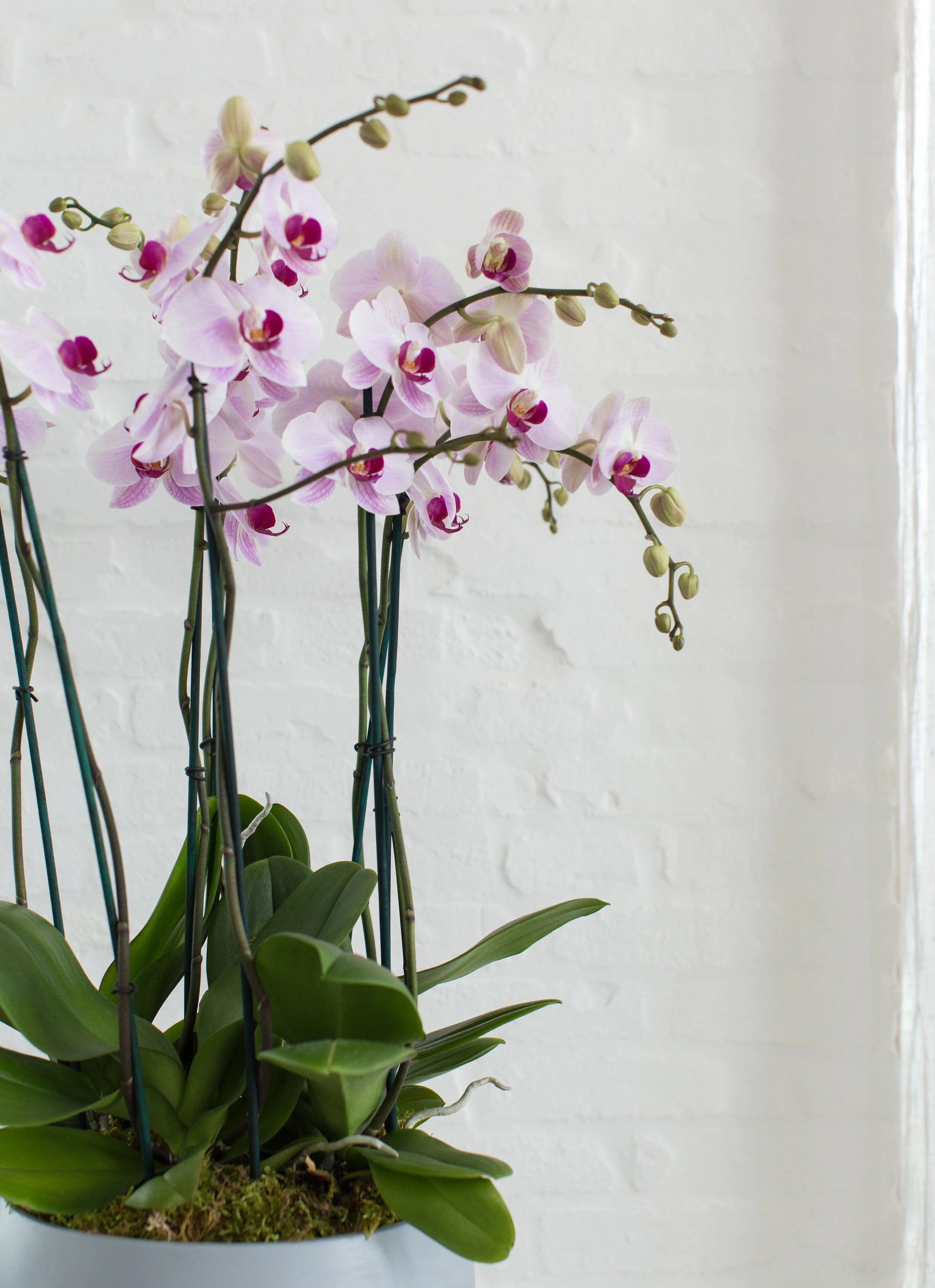 General Orchid Care — Your Orchid Questions