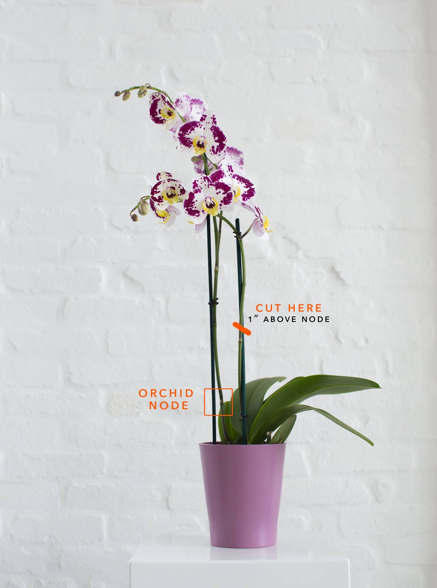 Kako se brinuti za biljku orhideje nakon cvatnje