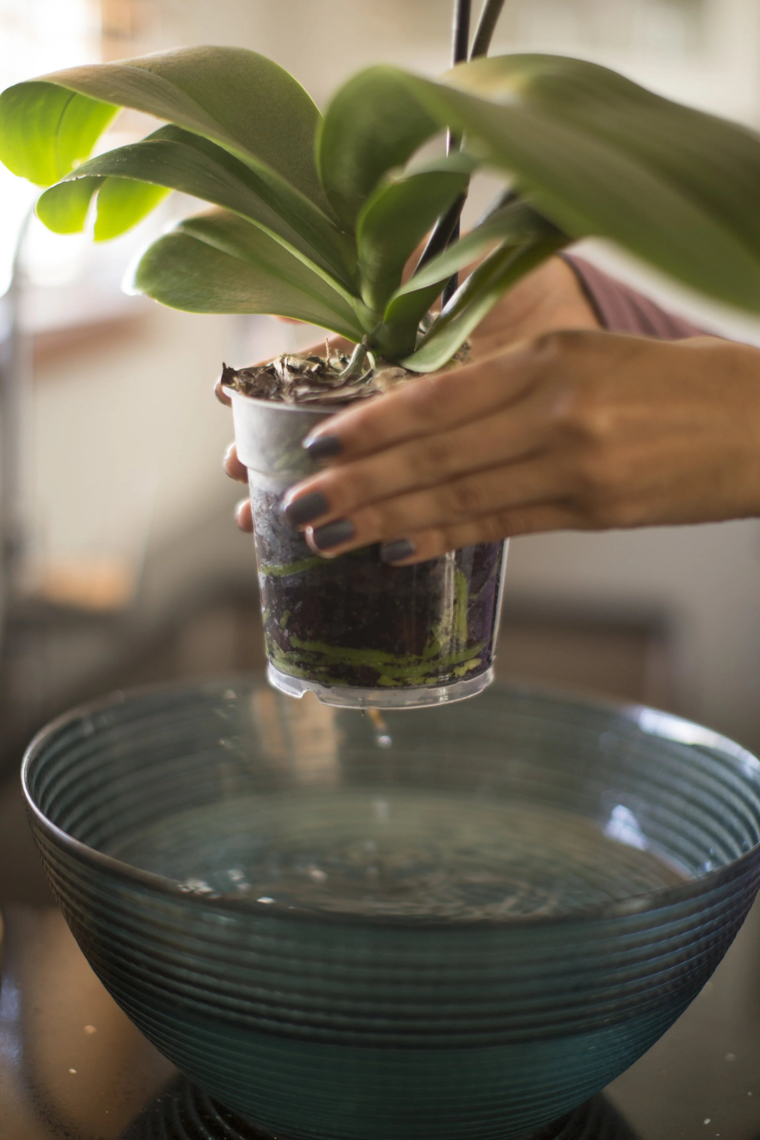 The Best Time of Day to Water Your Orchid