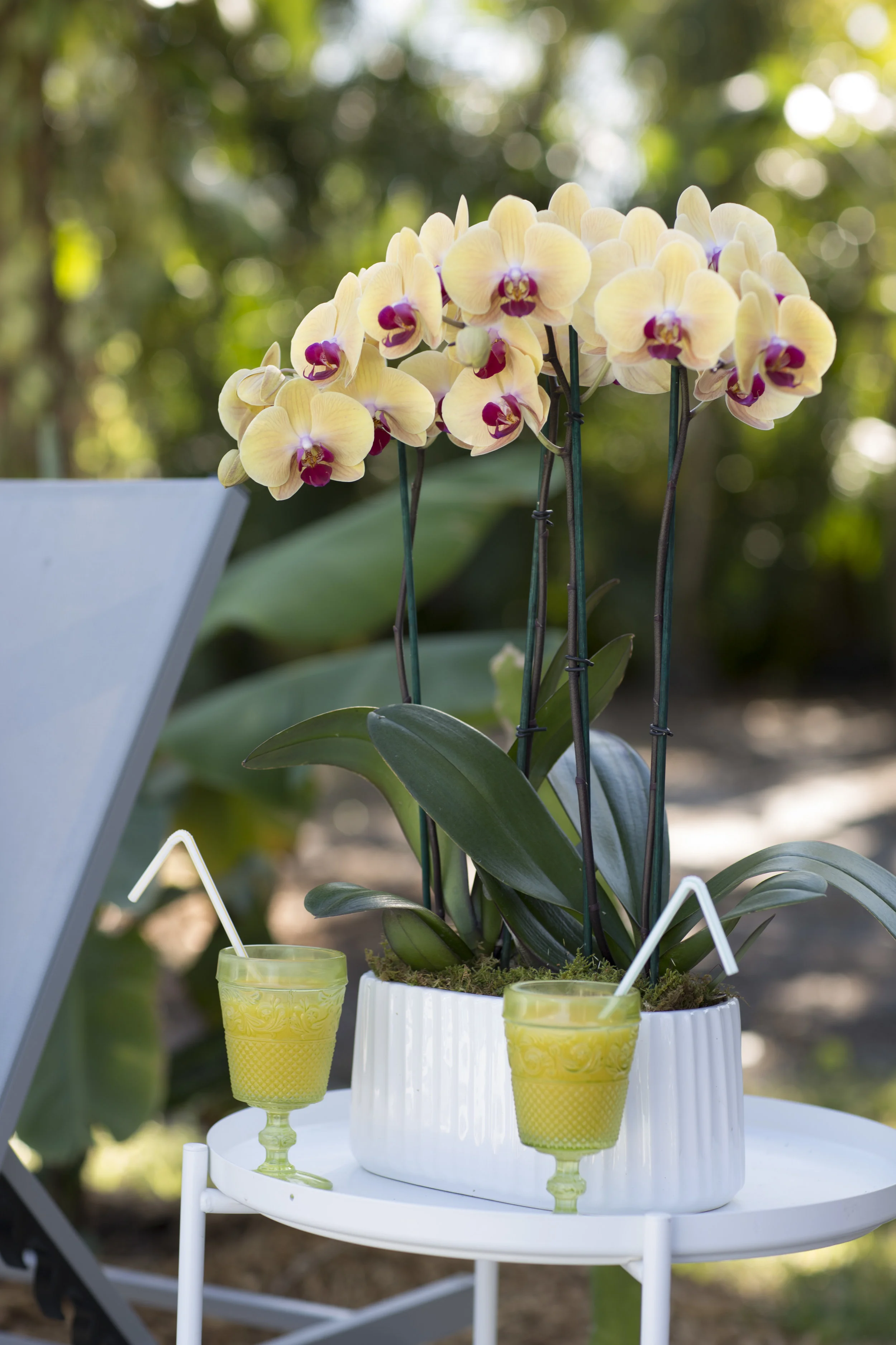 The Ultimate Guide to Keeping Your Orchid Outside