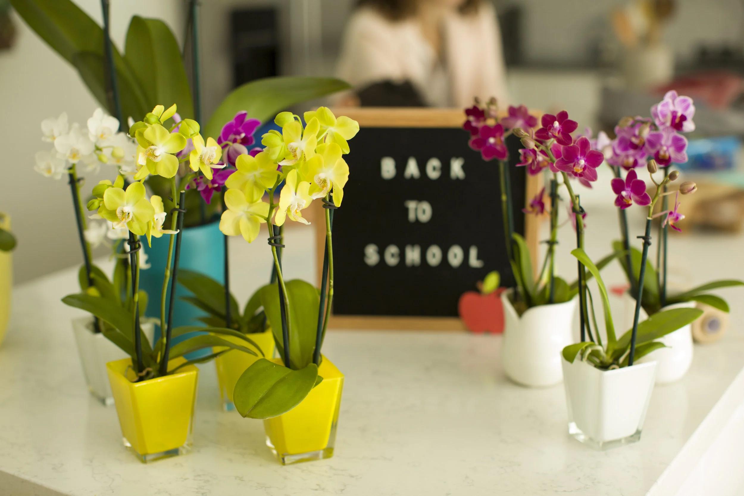 A New Tradition for Back to School