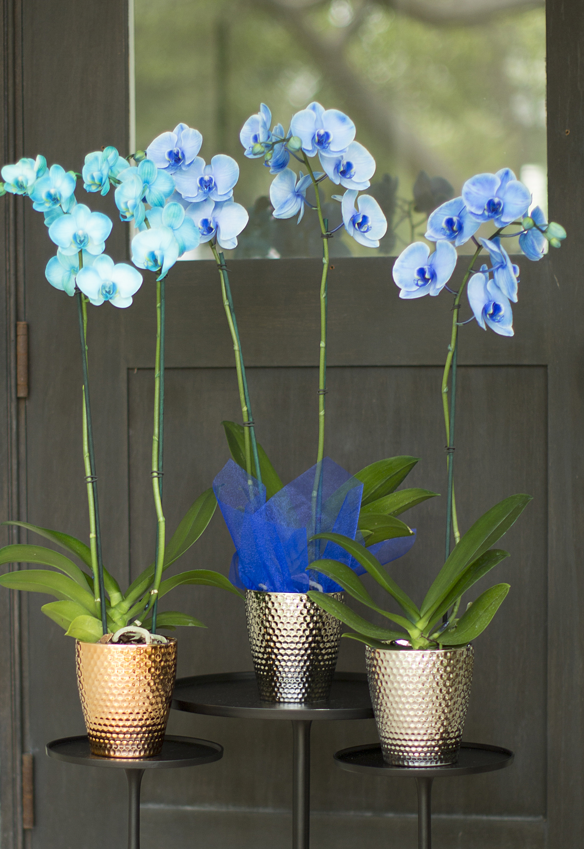 The Unexpected Holiday Bloom of the Season