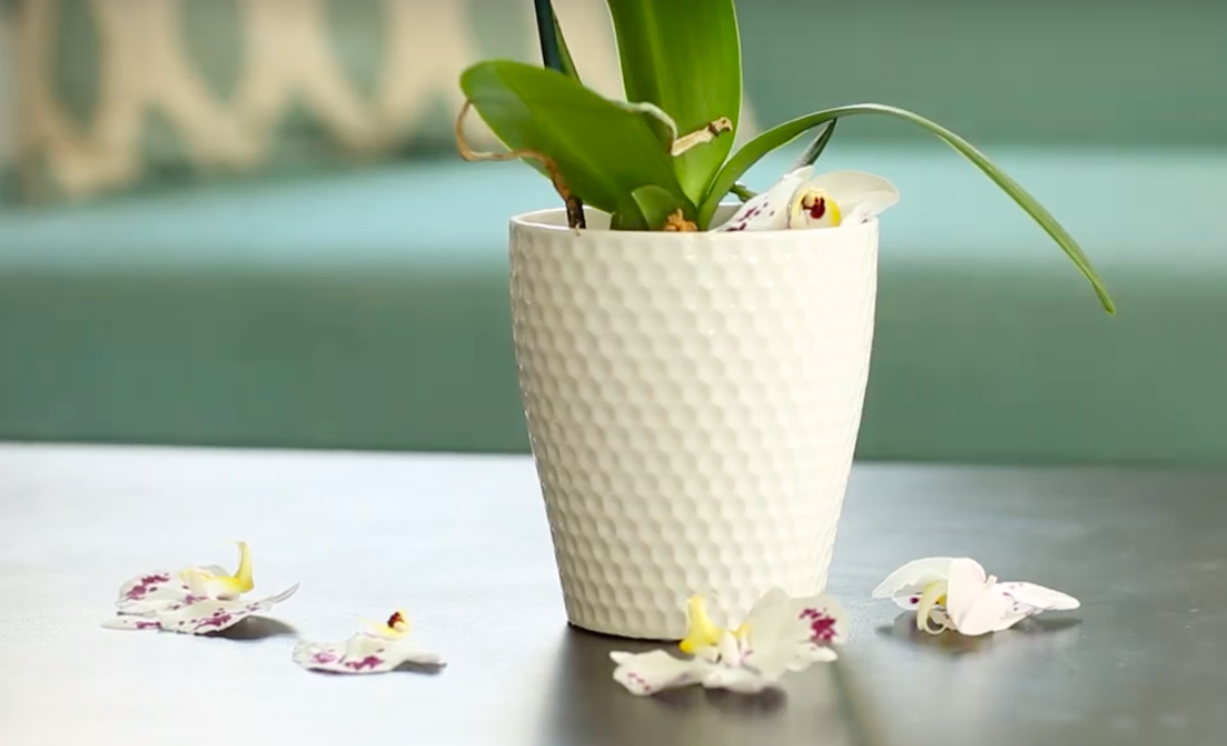 How do I get my orchid to bloom again?