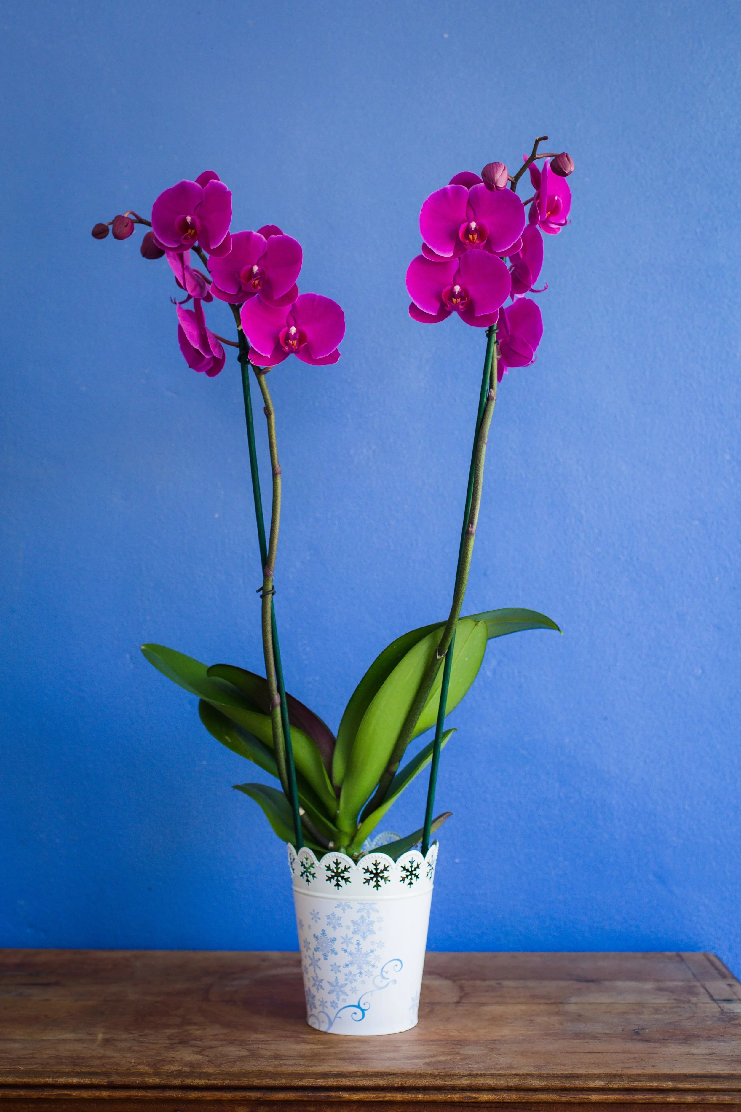 What kind of orchid do I have? — Your Orchid Questions