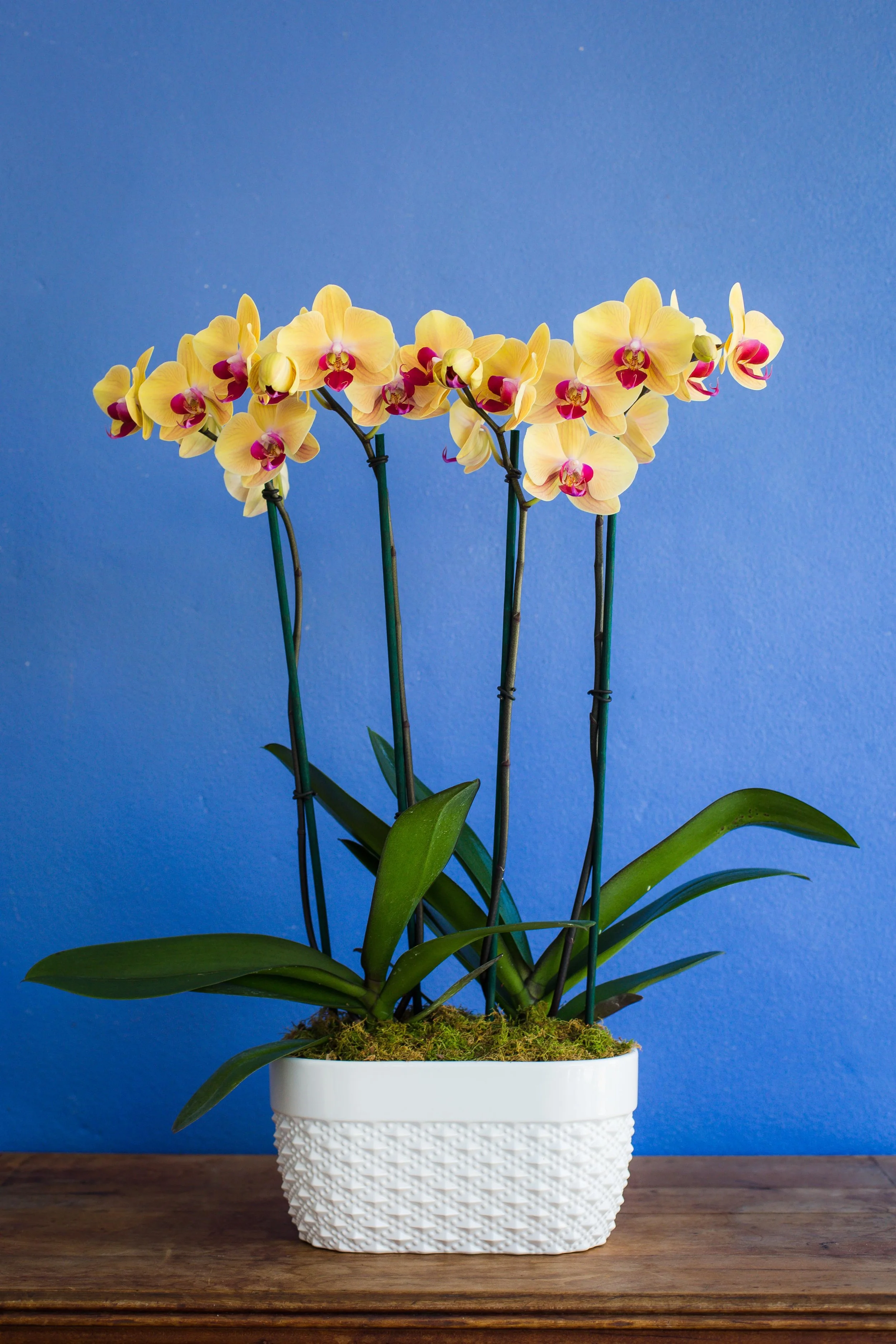 What kind of orchid do I have?