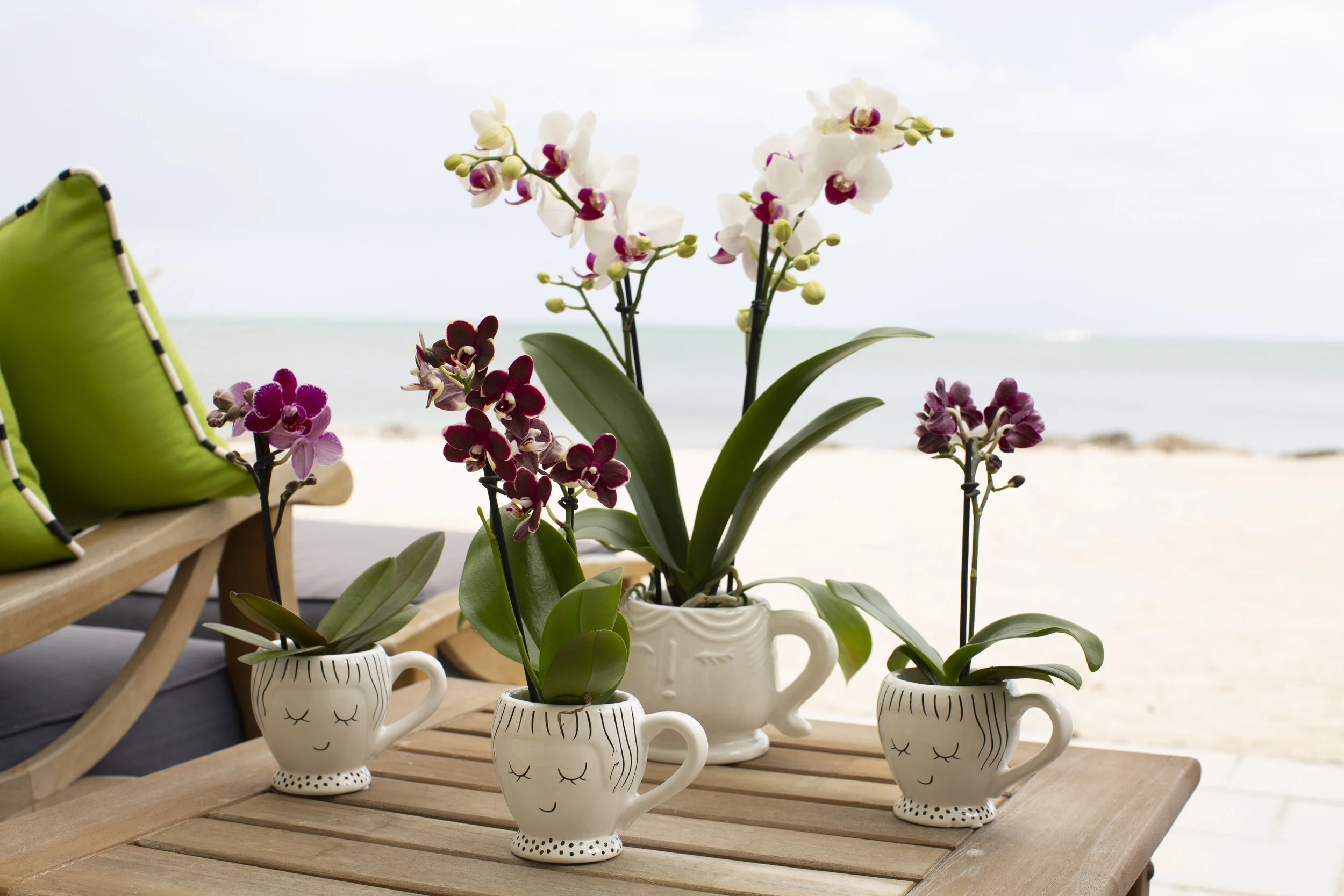 Orchids With A View