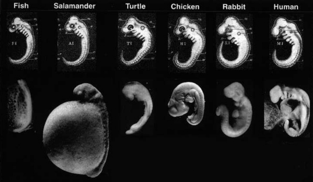 Homologous similarity among vertebrate embryos