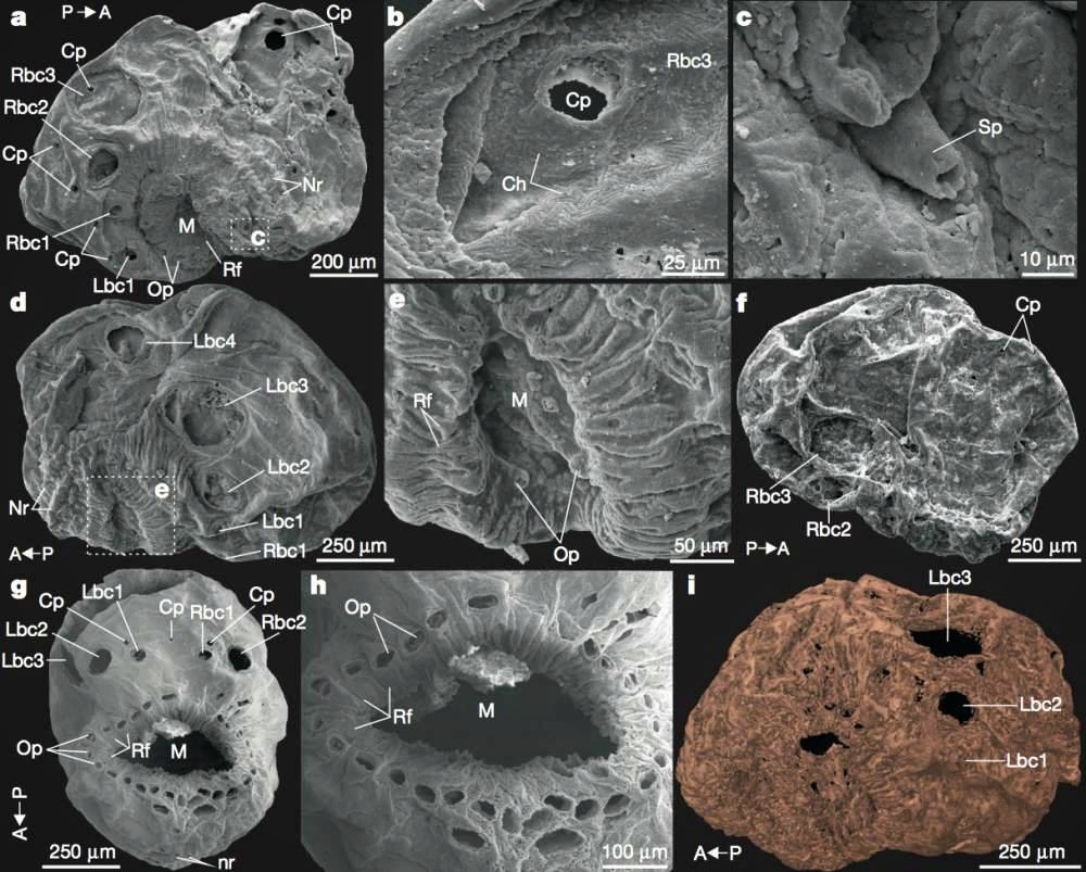 (g), a ventral view of the body cones (bc), the mouth (M), and two circular pores (Bc1). Published by Simon Conway Morris/University of Cambridge
