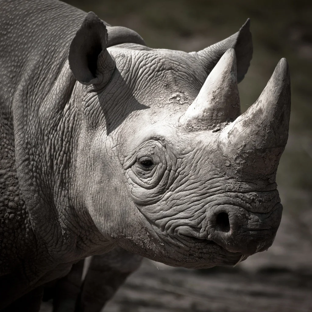 blackrhino.jpg