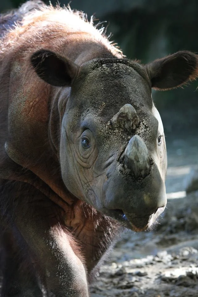 o-SUMATRAN-RHINO-facebook.jpg