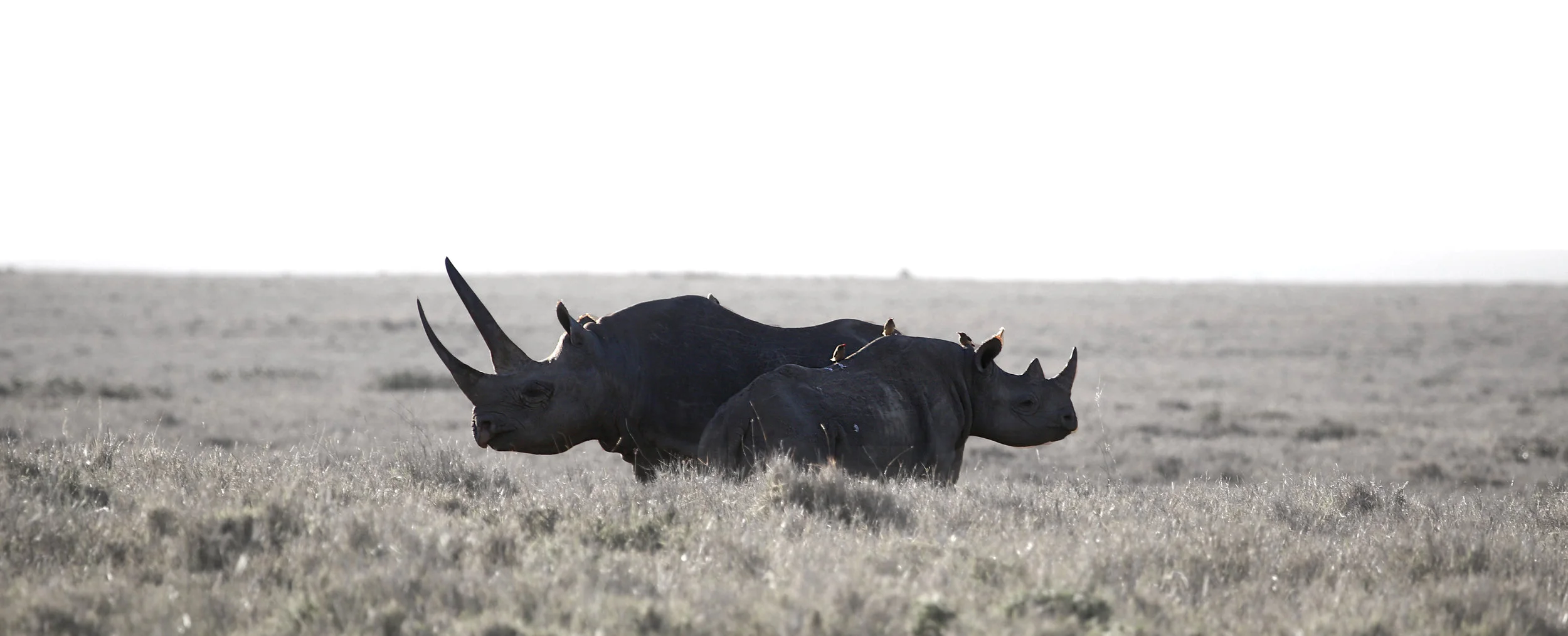 Photograph by Kirsten Brophy, 2017 Lewa Conservancy