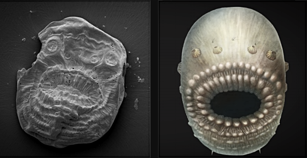 Photograph of the Saccorhytus fossil and an artists' impression of the creature as it would have looked when it was alive. Credit: Jian Han (Northwest University, China) here...