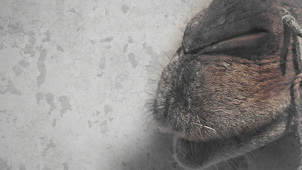 Adaptions: A camels nostrils absorb and recycle moisture that would otherwise be lost. They are also able to close their thin nostril slits to prevent sand blowing in and moisture escaping. 