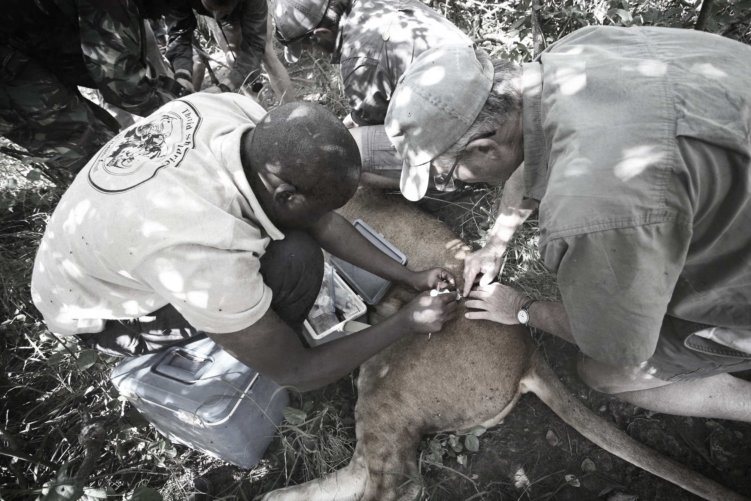 Lion Collaring fade.jpg