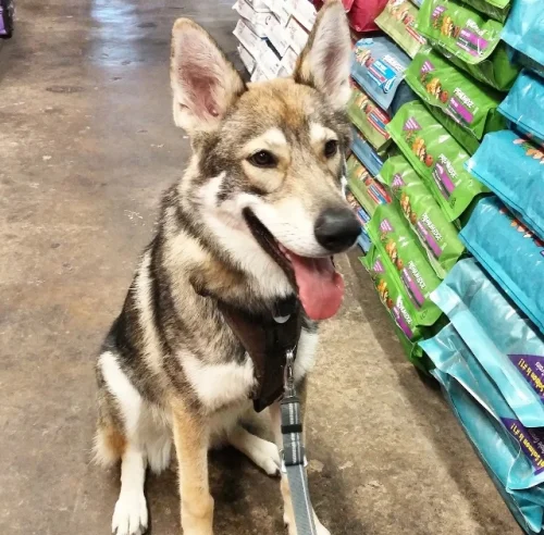 Barnes supply dog.jpg