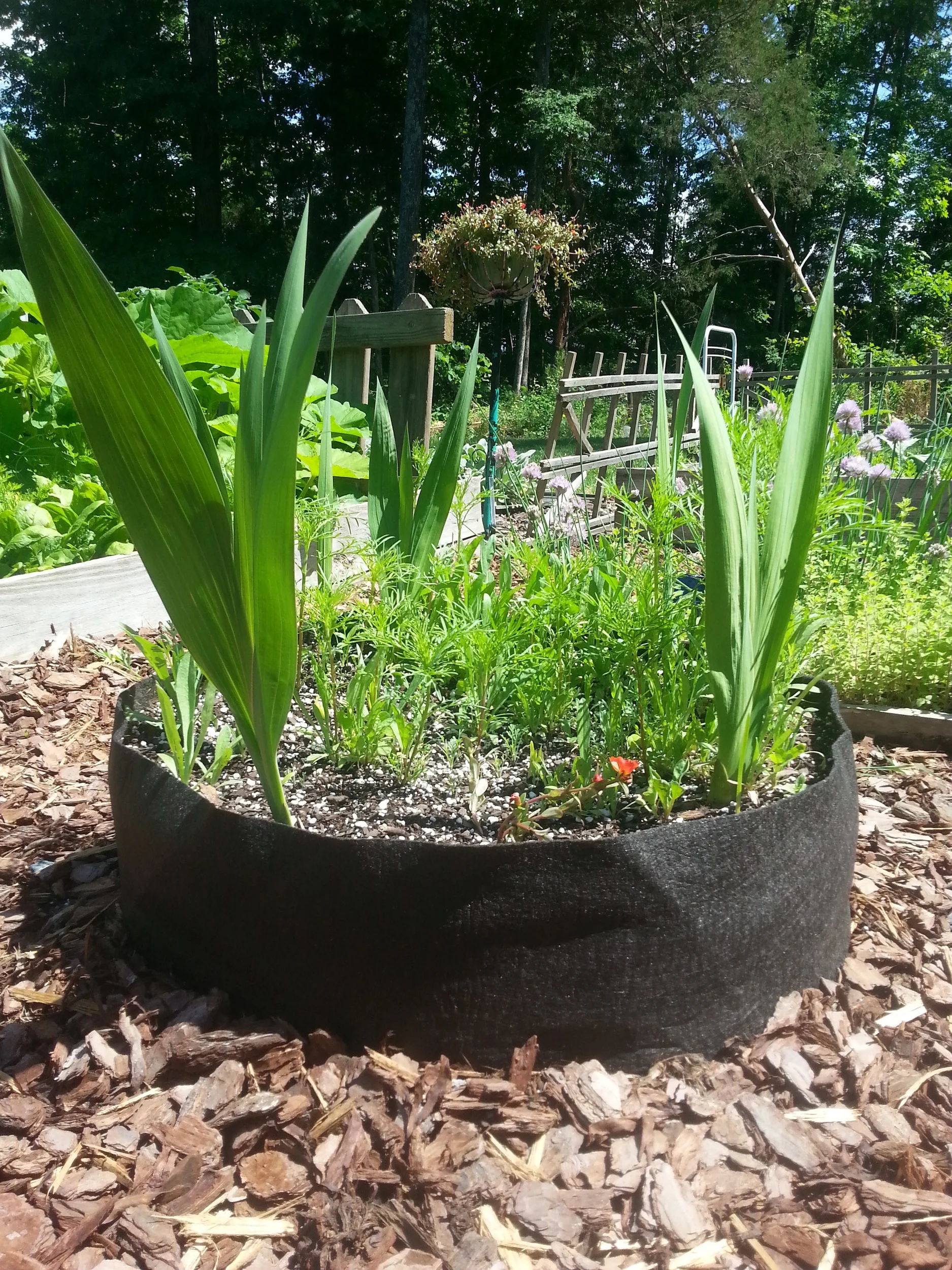 Beautifully planted and growing!