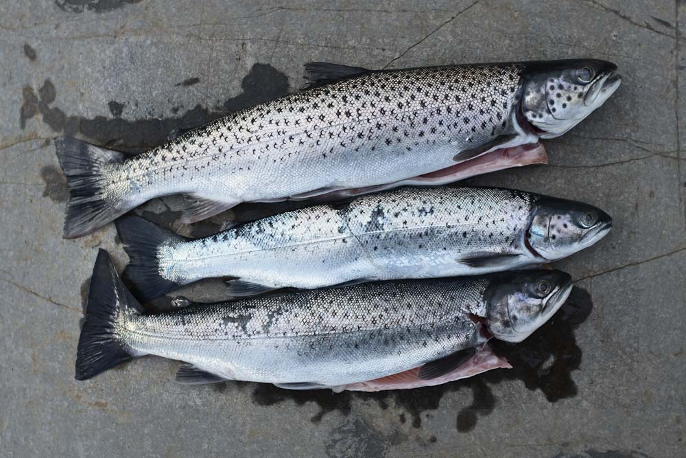 Triple joy