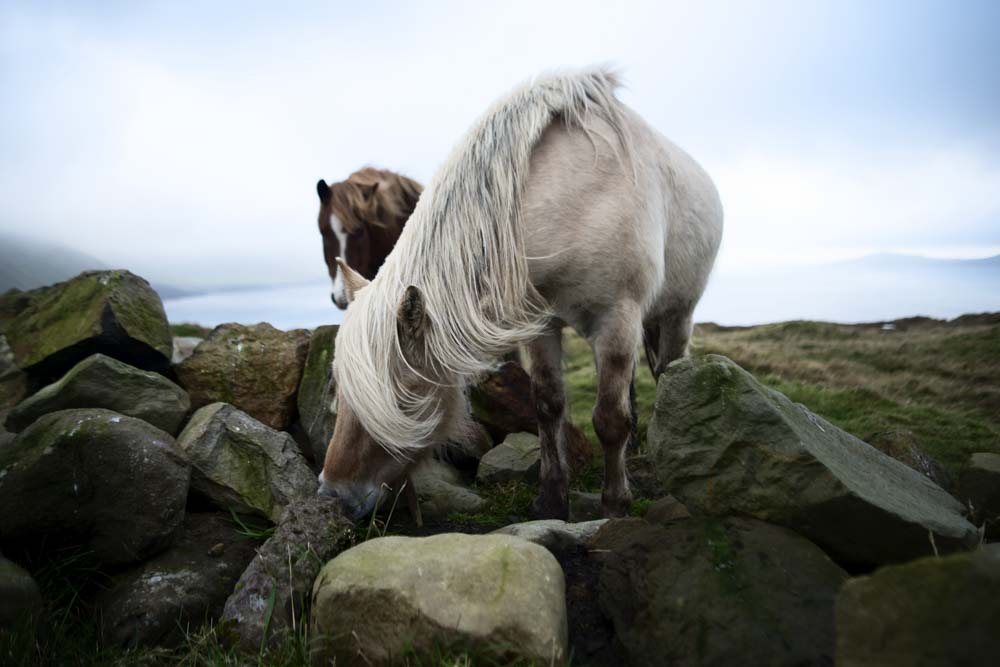 Horses on Faroe