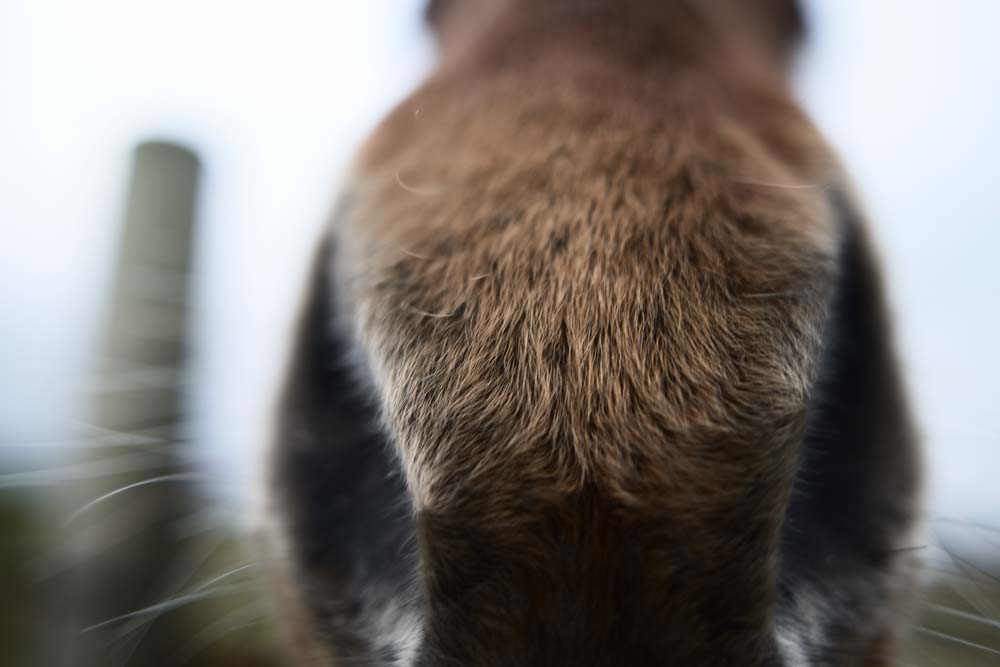 Horse on Faroe Islands