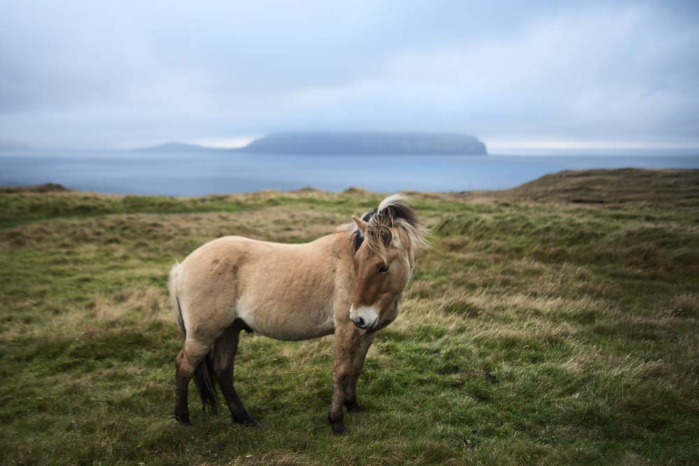 Horse on Faroe Islands