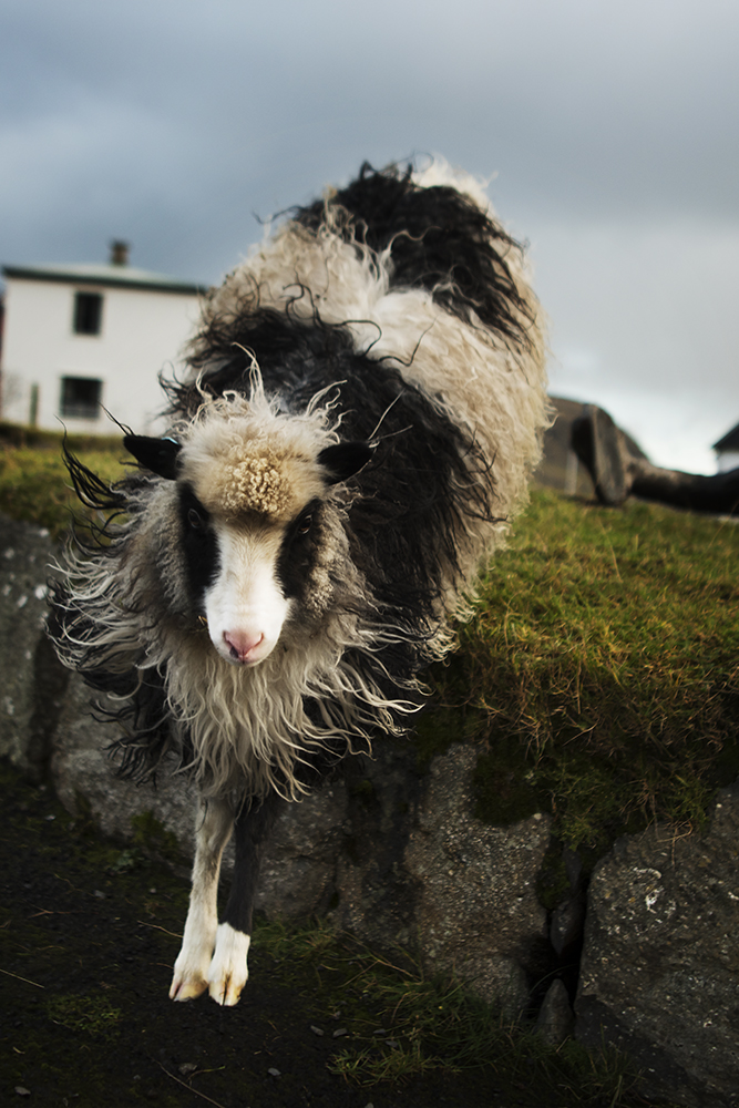 Action sheep