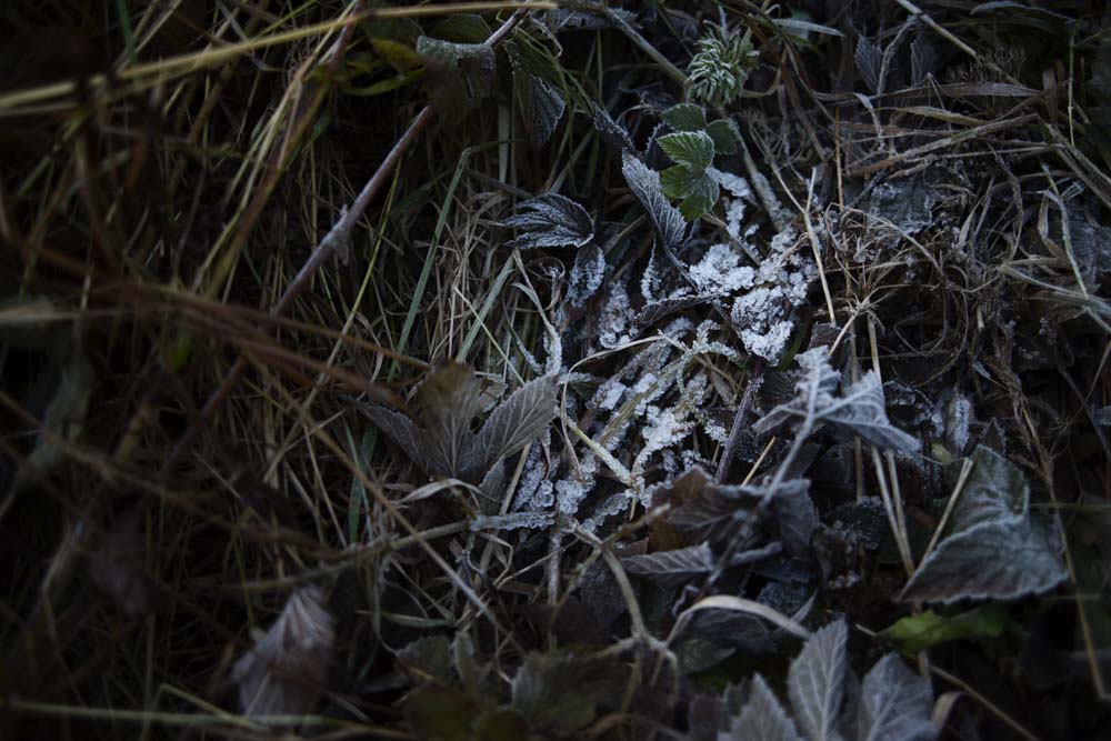 Frosty forest floor
