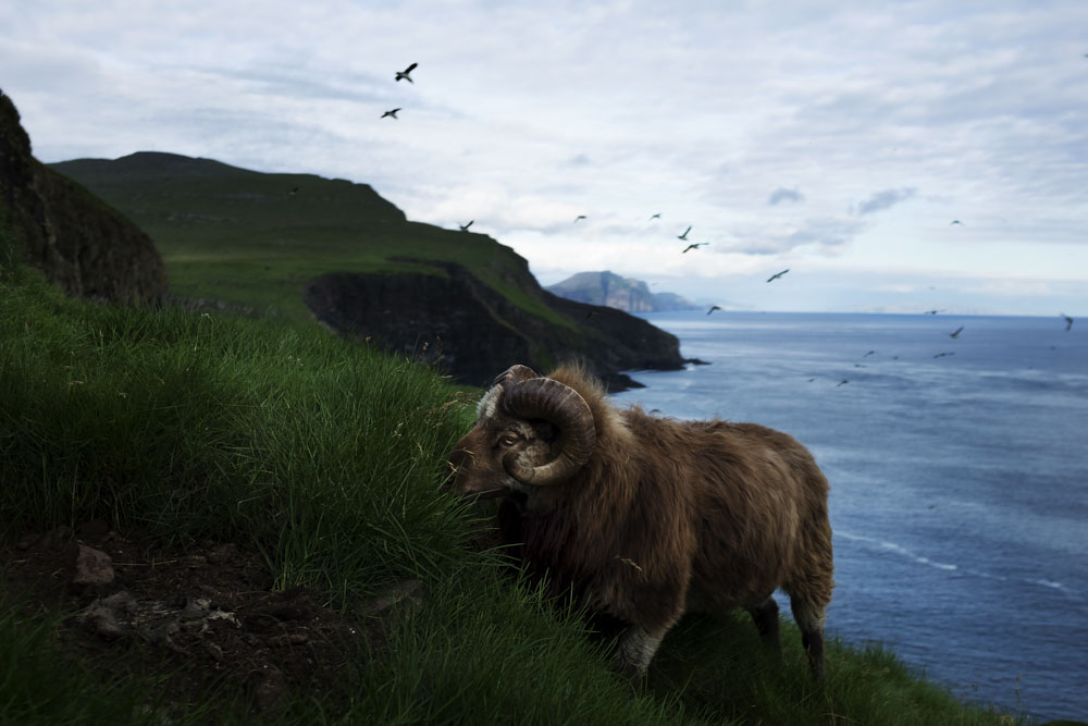 The sheep island