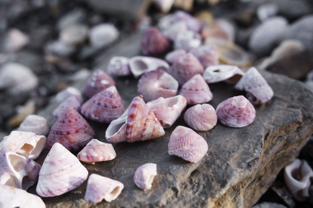 Beach combing