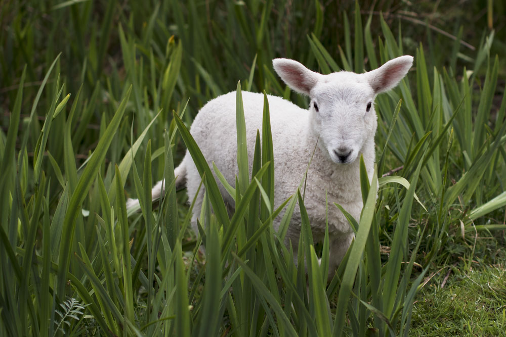 Small lamb