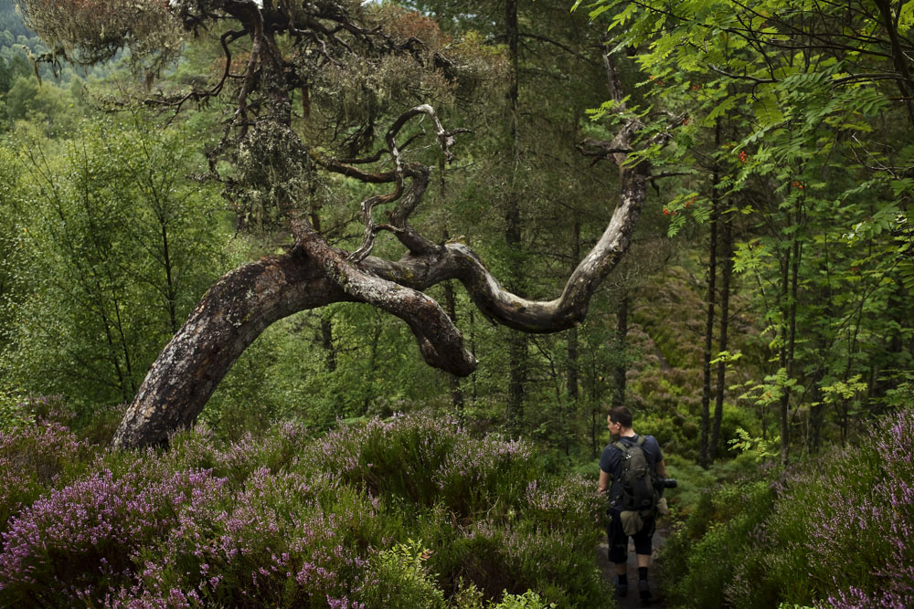 Glen Affric