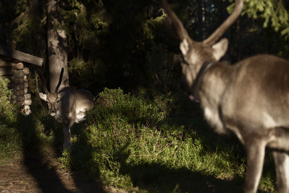 Reindeer